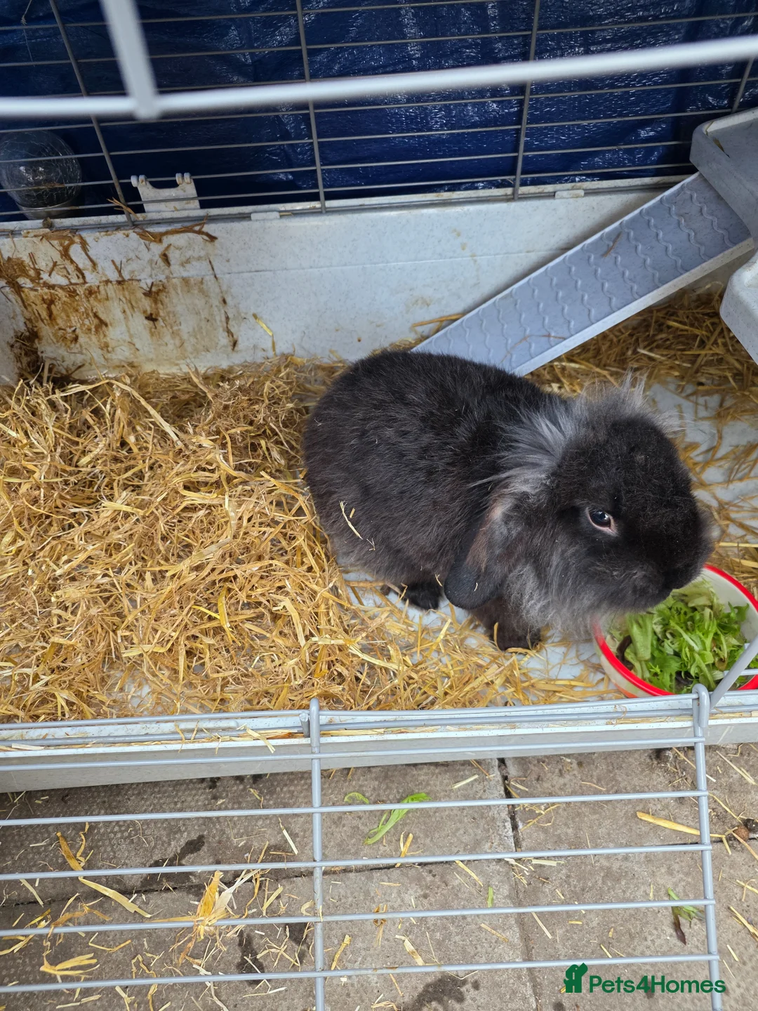 Lionhead rabbits for sale: Lionhead bunny - Advert 6