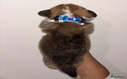 Welsh Corgi Pembroke dogs for sale: Welsh Pembroke corgis  - Image 12