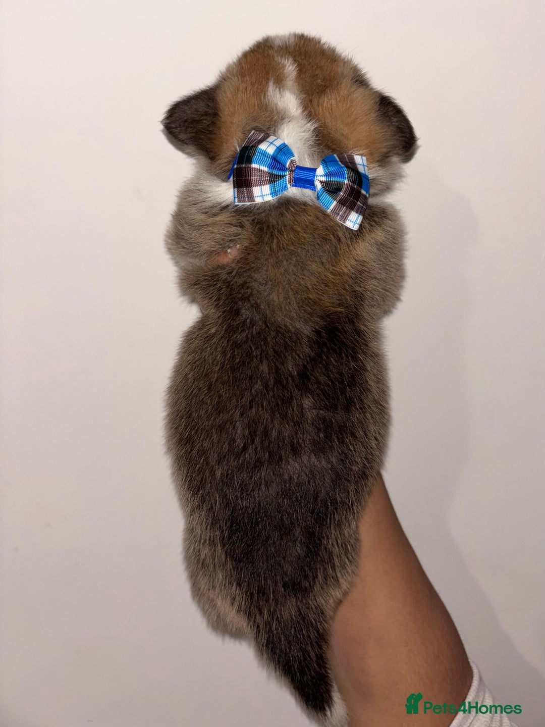 Welsh Corgi Pembroke dogs for sale: Welsh Pembroke corgis  - Image 12