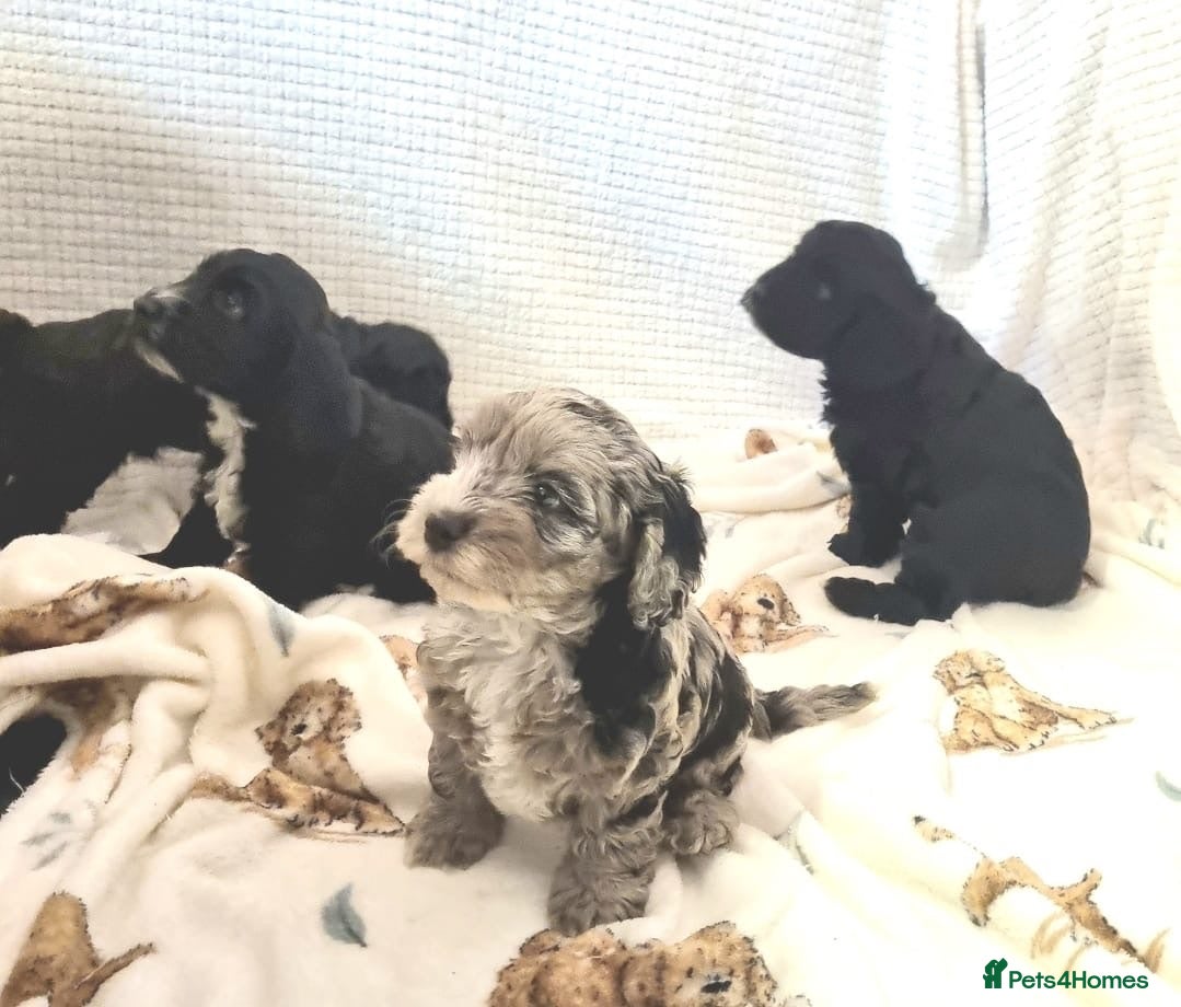 Cockapoo dogs Show Cockapoo Puppies - Advert 1