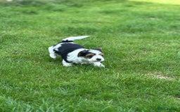 Biewer Terrier dogs for sale: Just one gorgeous boy and girl available  - Image 3