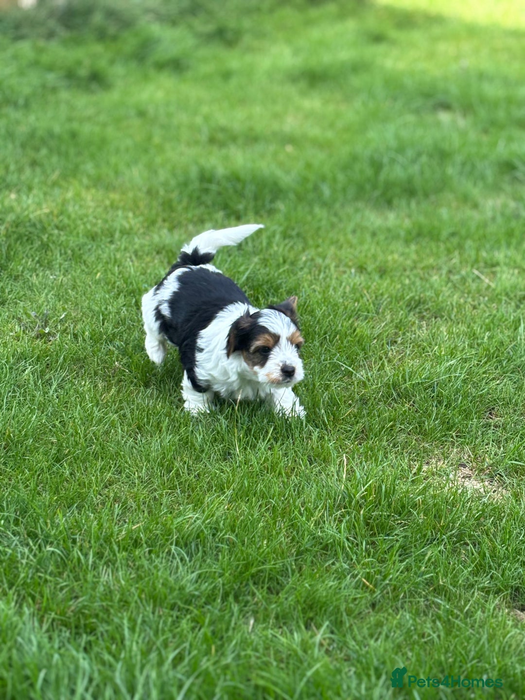 Biewer Terrier dogs for sale: Just one gorgeous boy and girl available  - Image 3