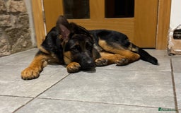 German Shepherd dogs for sale: 4 Month Male GSD looking for experienced home only - Image 1