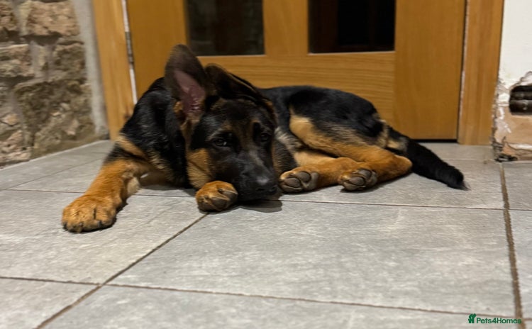 German Shepherd dogs - Advert 4