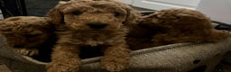 Cockapoo dogs for sale: F1 cockapoo  - Advert 6