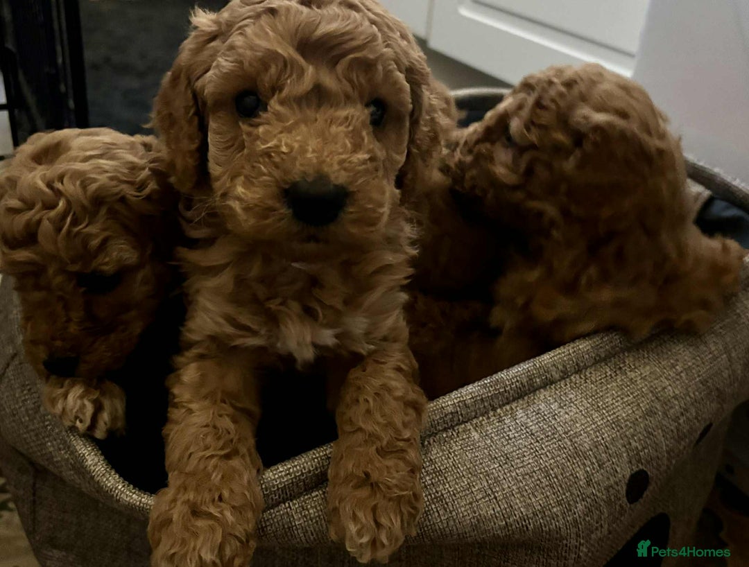 Cockapoo dogs for sale: F1 cockapoo  - Advert 6
