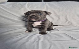 Staffordshire Bull Terrier dogs for sale: **Ready To Leave**KC Blues Champ Blood in Coventry - Image 25