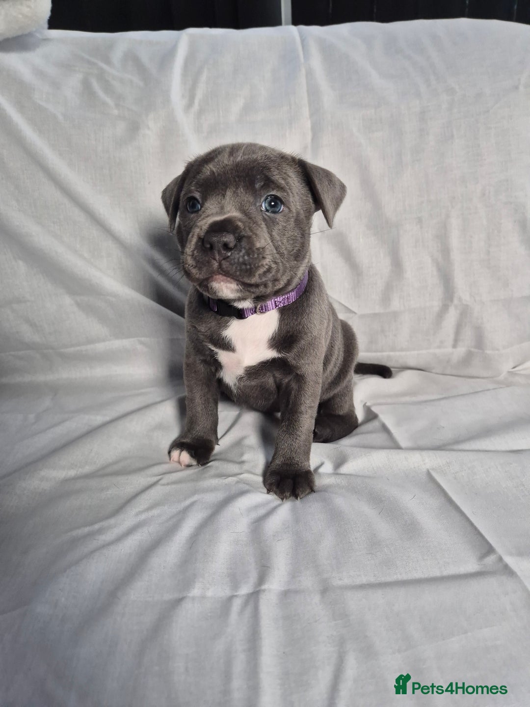 Staffordshire Bull Terrier dogs for sale: **Ready To Leave**KC Blues Champ Blood in Coventry - Image 25