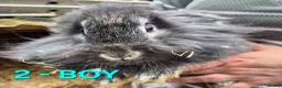 Mixed Breed rabbits for sale: Bunnies for sale in Cannock - Advert 4