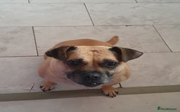 Mixed Breed dogs for sale: Pug cross staff and a bit of rottweiler  - Image 7