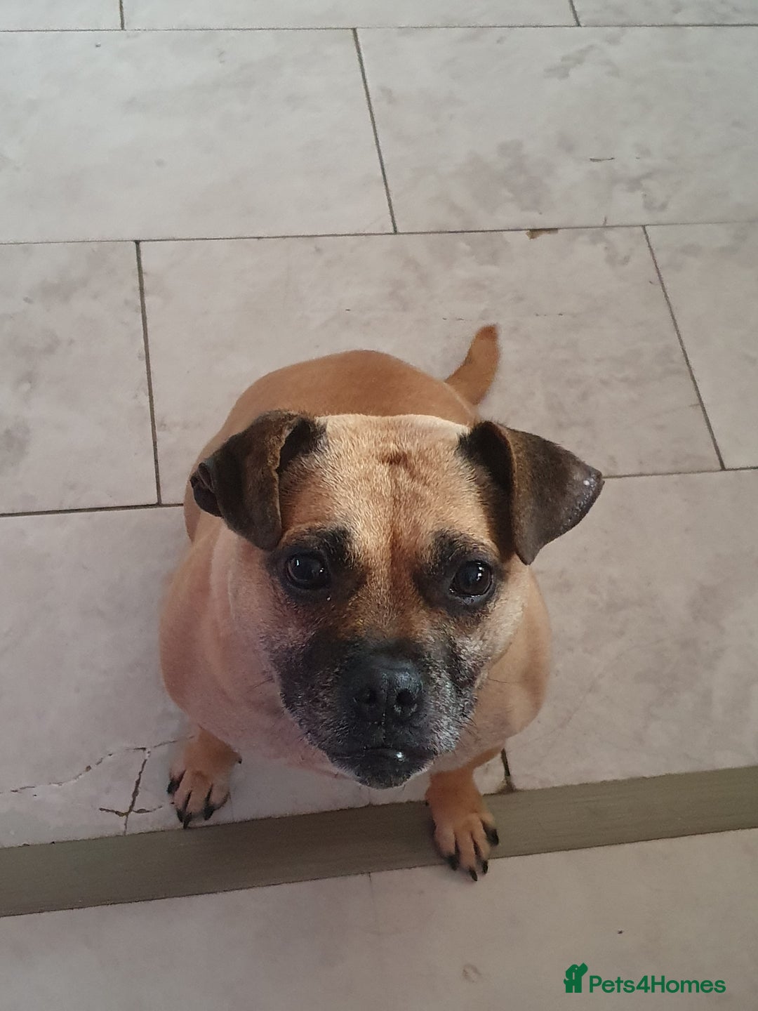 Mixed Breed dogs for sale: Pug cross staff and a bit of rottweiler  - Image 7