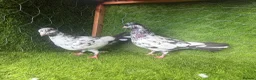 Pigeons birds for sale: Strong Breeding Pigeon Pairs – £70 Per Pair - Advert 5