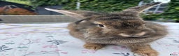 Lionhead rabbits for sale: Very special experienced home required  - Advert 2