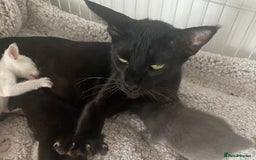 Mixed Breed cats for sale: Oriental X Siamese  - Image 13