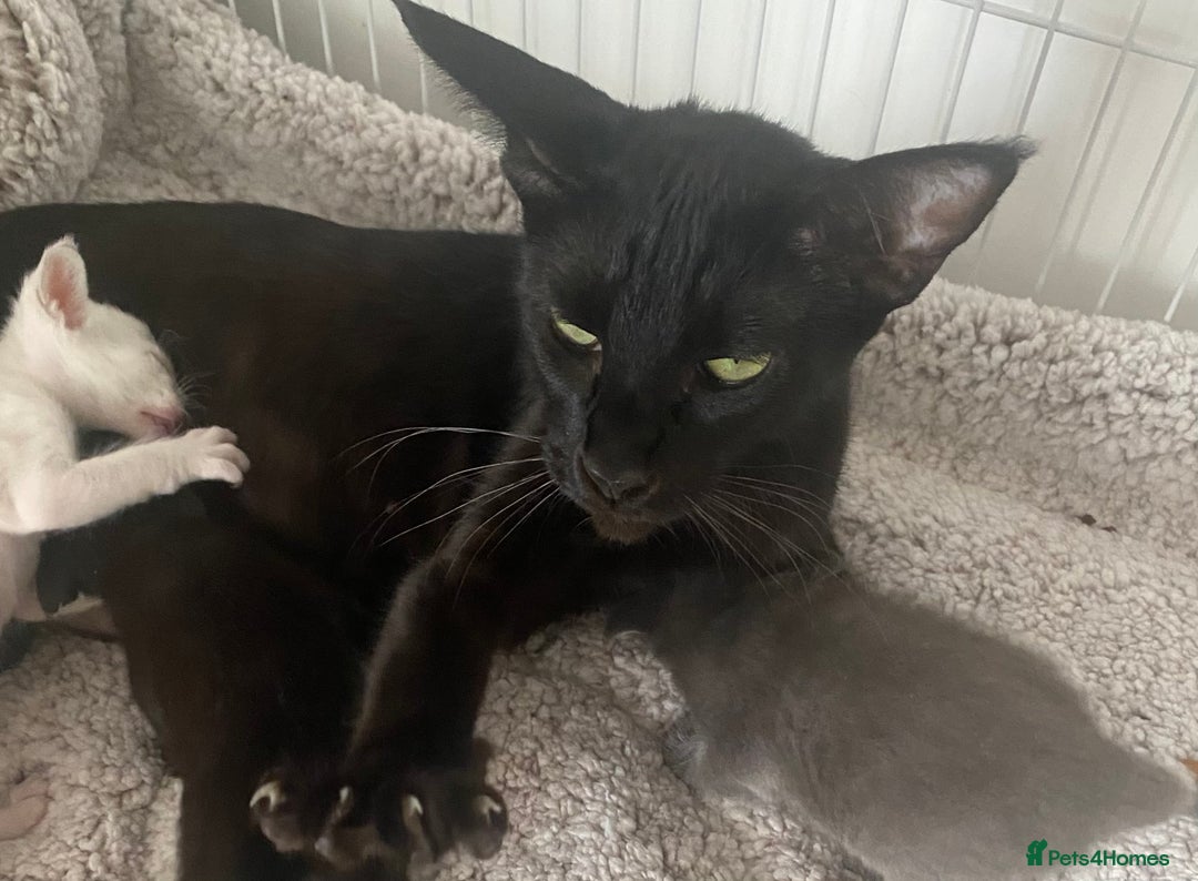 Mixed Breed cats for sale: Oriental X Siamese  - Image 13