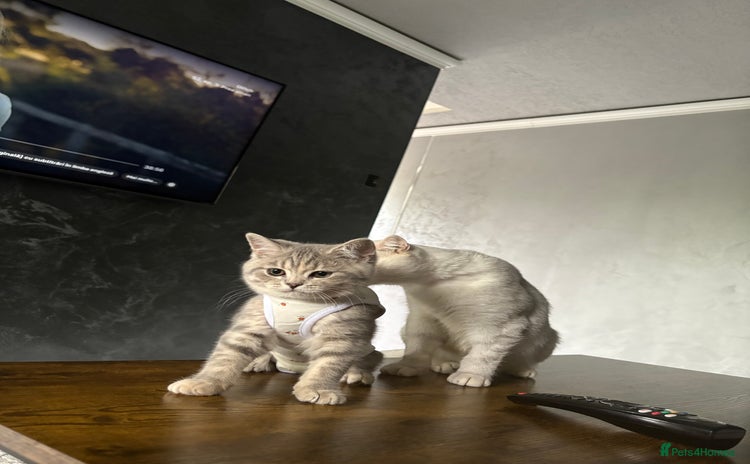 Scottish Fold cats - Advert 3