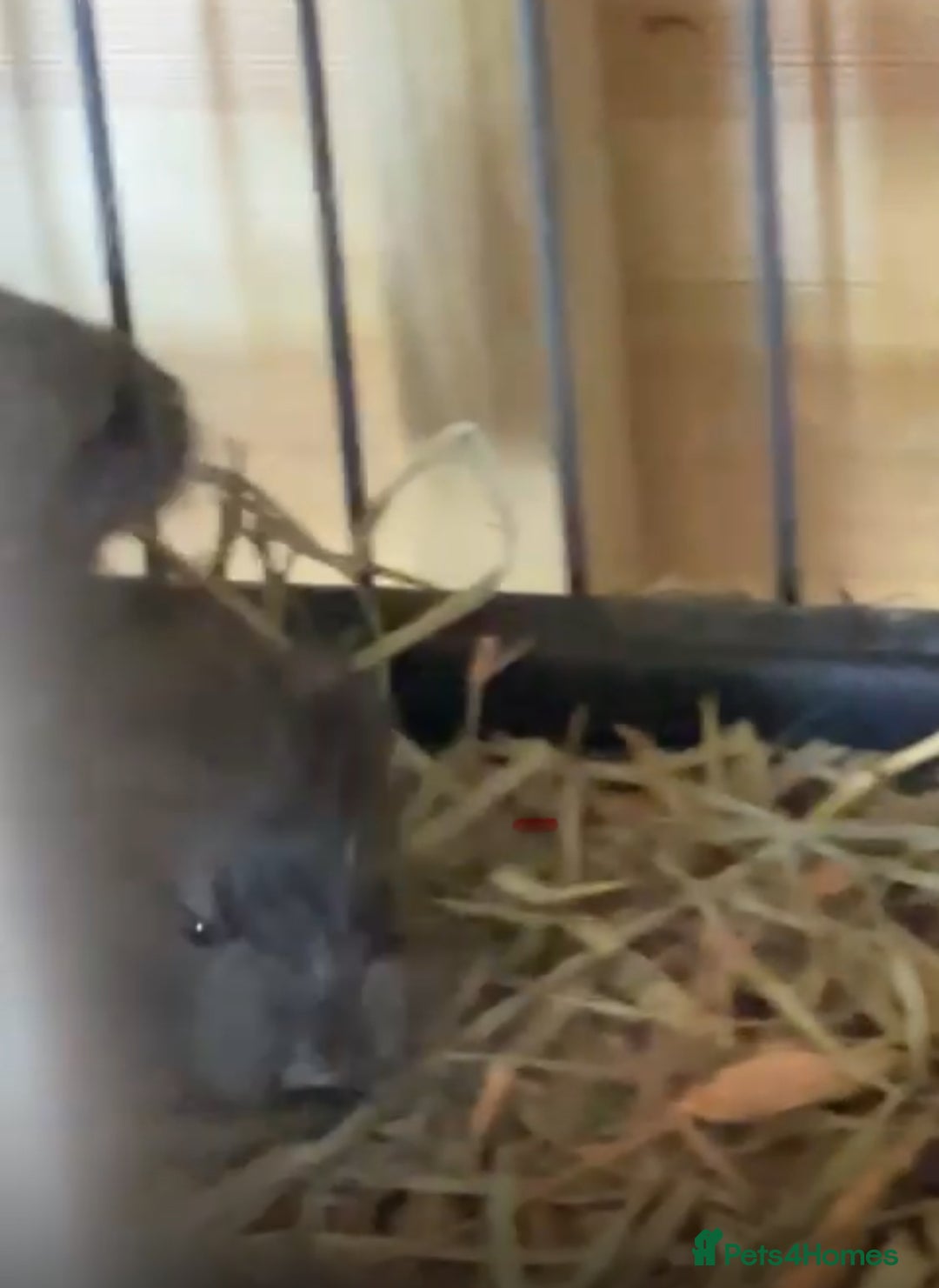 Chinchilla rodents for sale: Two adorable healthy chinchilla kits - Image 4