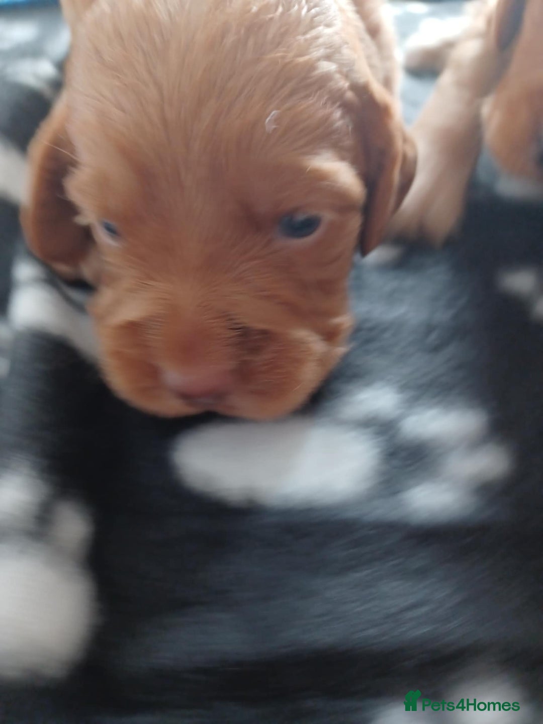 Cocker Spaniel dogs for sale: Kc registered cocker spaniel puppies - Image 17