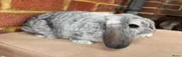 Mini Lop rabbits for sale: Chinchilla mini lop doe for re-homing - Advert 6