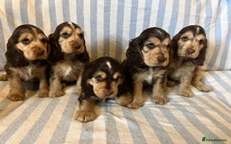 Cocker Spaniel dogs for sale: ADORABLE KC REG SHOW TYPE COCKER SPANIEL PUPPIES - Image 6