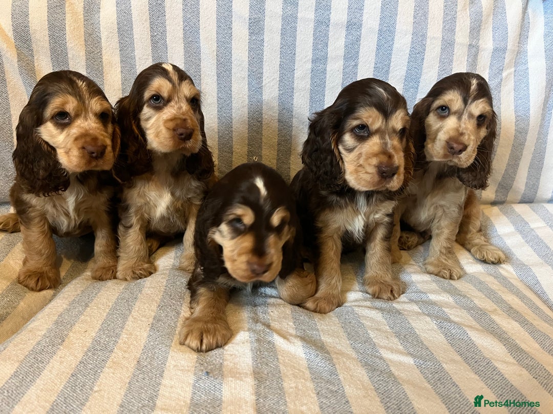 Cocker Spaniel dogs for sale: ADORABLE KC REG SHOW TYPE COCKER SPANIEL PUPPIES - Image 6