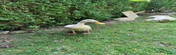 Ducks poultry for sale: Indian runner duck/ females  - Advert 2