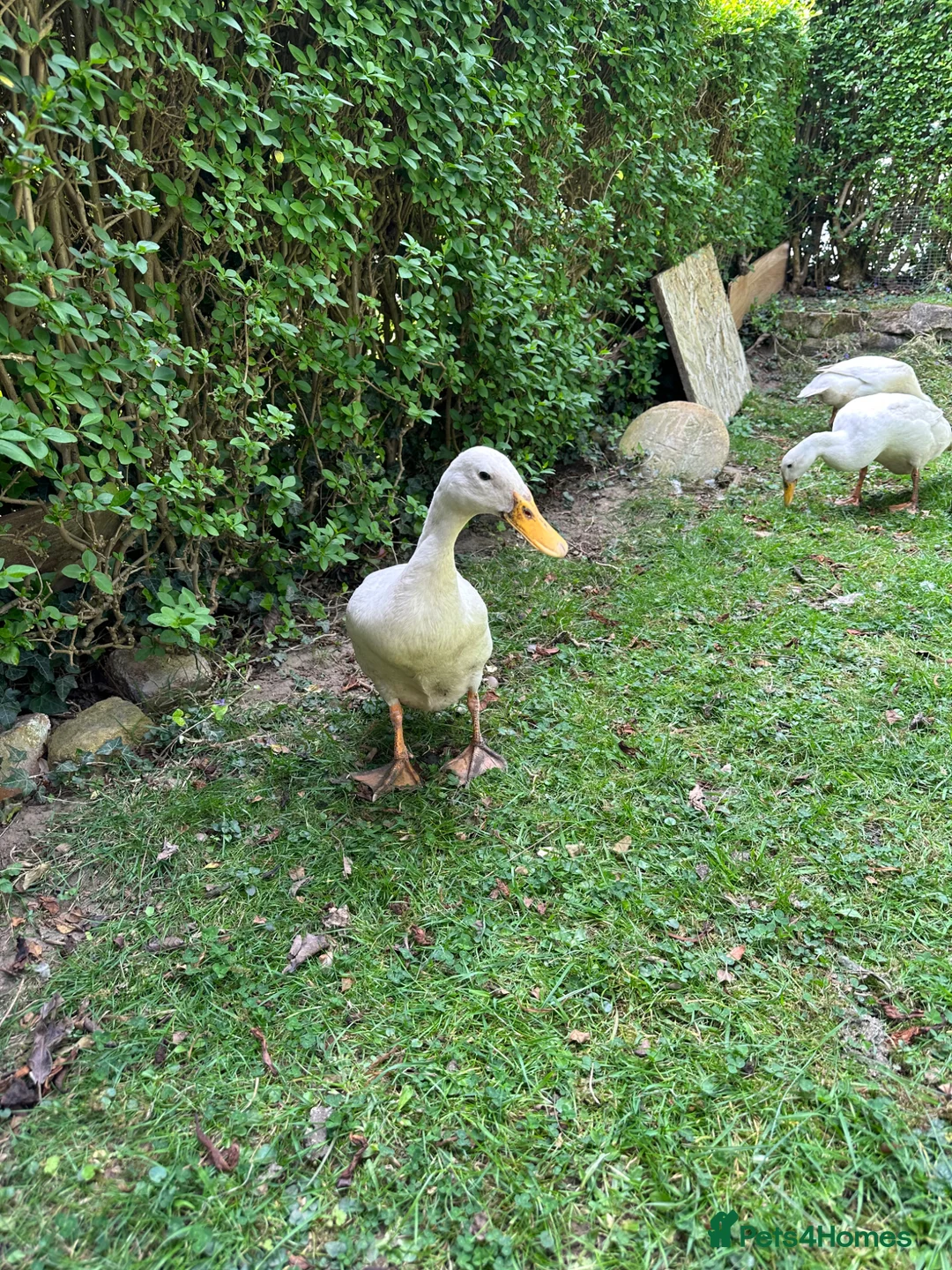 Ducks poultry for sale: Indian runner duck/ females  - Advert 2