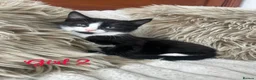 Mixed Breed cats for sale: Maincoon/tabby kittens 🐈‍⬛❤️ - Advert 4