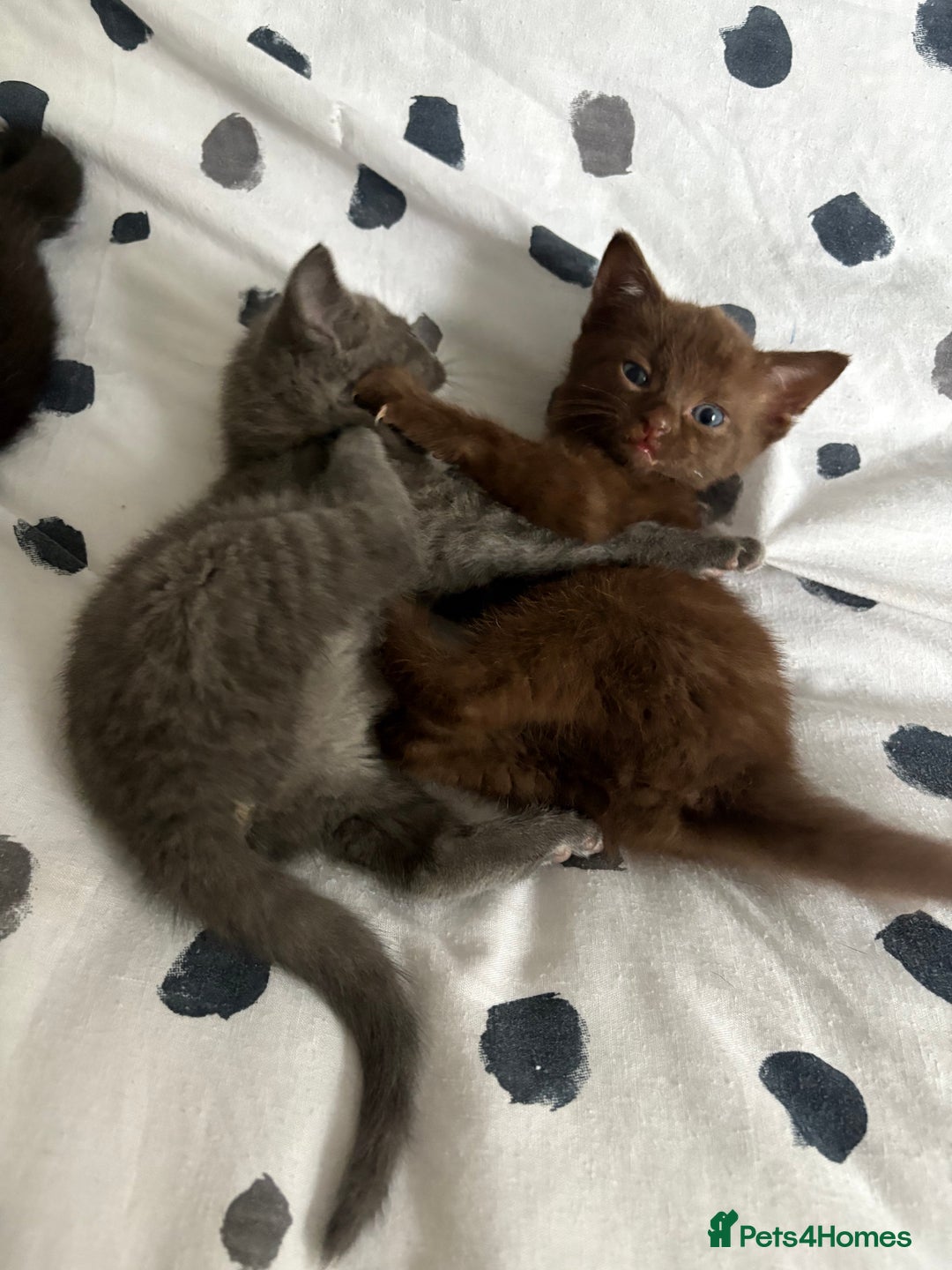 Russian Blue cats for sale: 6 beautiful kittens Russian Blue/Tabby - Image 9