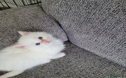 Ragdoll cats for sale: REDUCED Ragdoll kitten ready now - Image 4