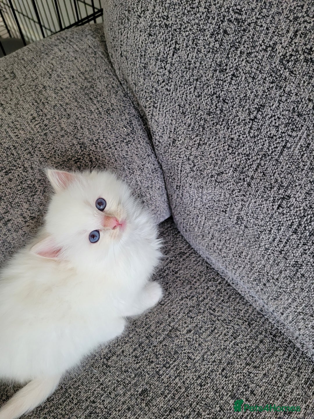 Ragdoll cats for sale: REDUCED Ragdoll kitten ready now - Image 4