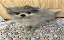 Pomeranian dogs for sale: Two puppies left Ready to Leave  - Image 2