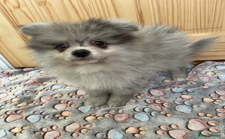 Pomeranian dogs - Advert 1