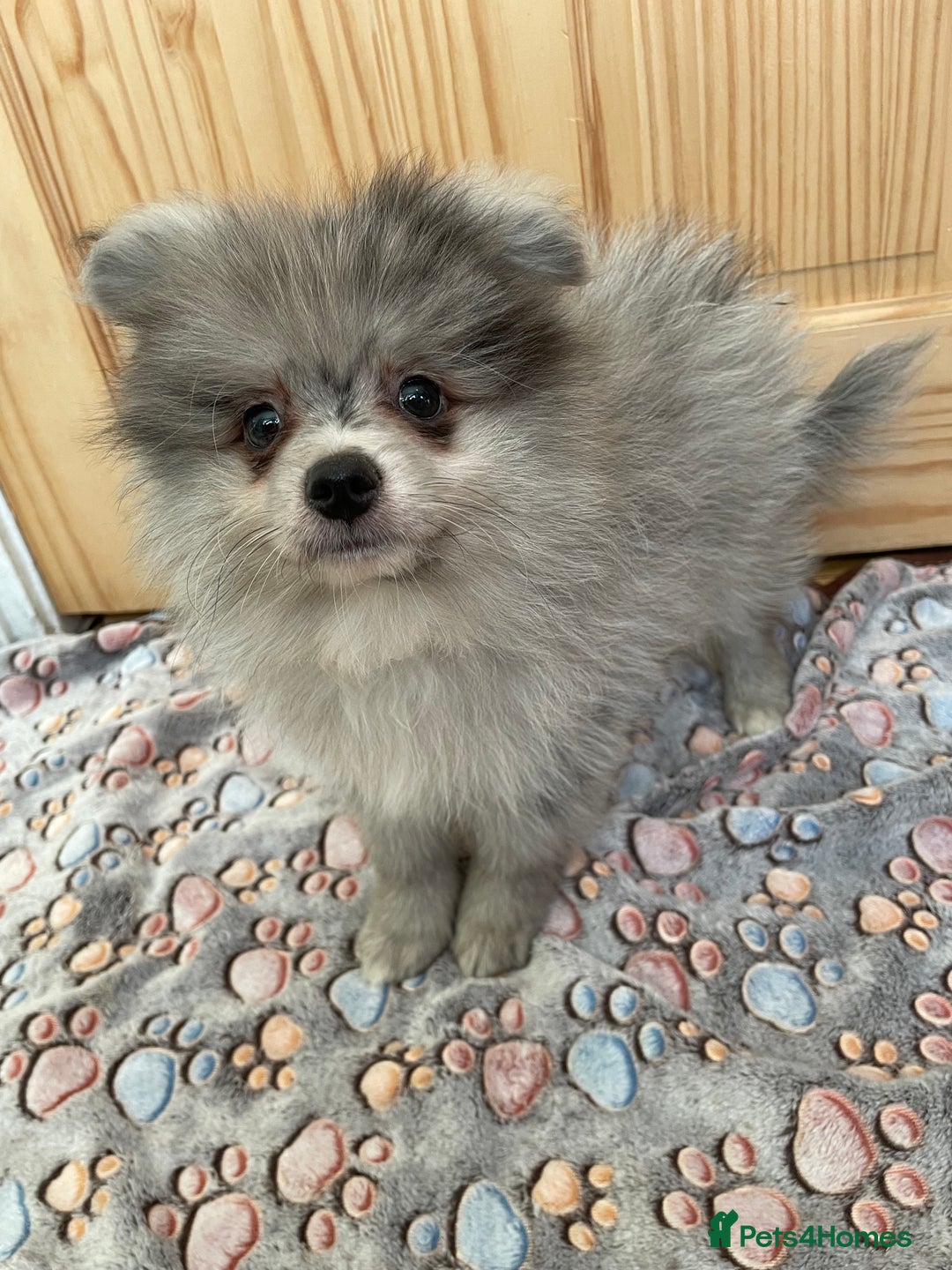 Pomeranian dogs for sale: Two puppies left Ready to Leave  - Image 2