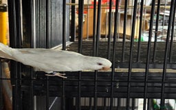 Parakeets birds for sale: Hen Quaker albino - Image 2