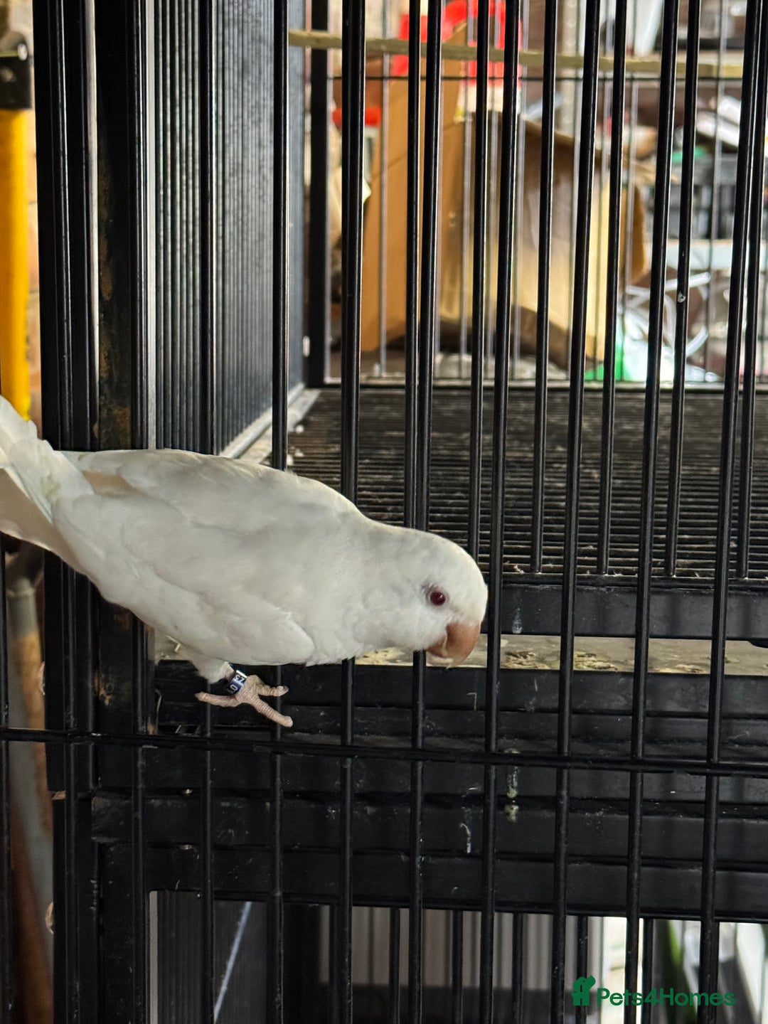 Parakeets birds for sale: Hen Quaker albino - Image 2