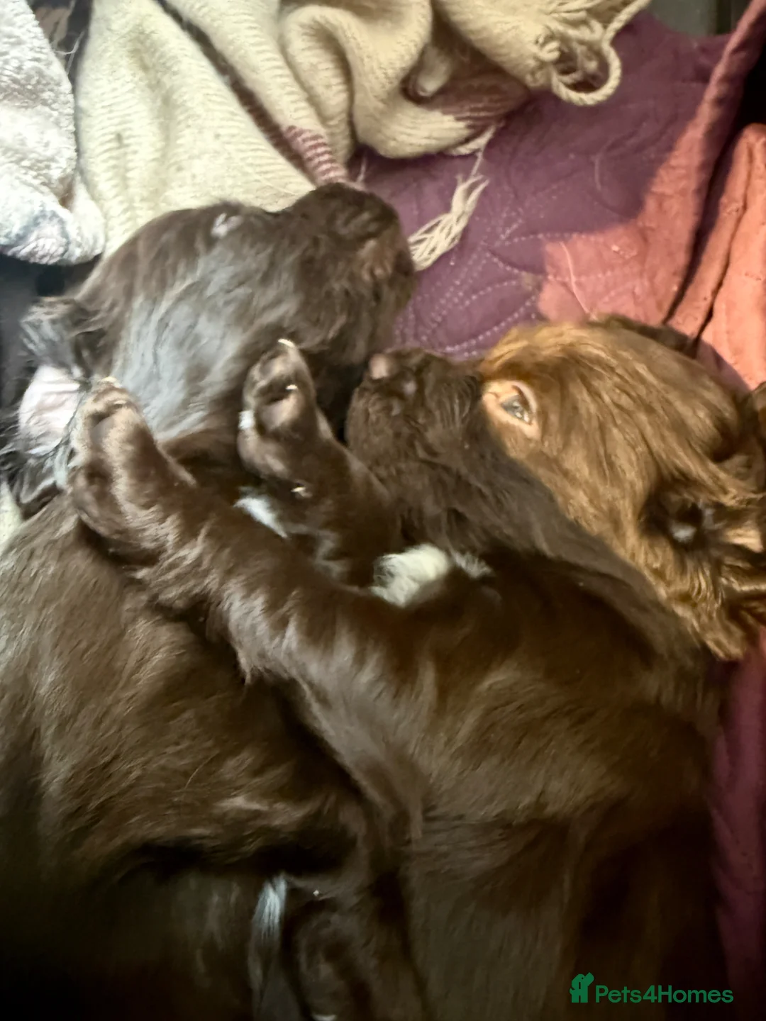 Sprocker dogs for sale: Sprocker - Advert 19