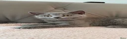 British Shorthair cats for sale: Ready Now GCCF British Blue Shorthair Kittens - Advert 9