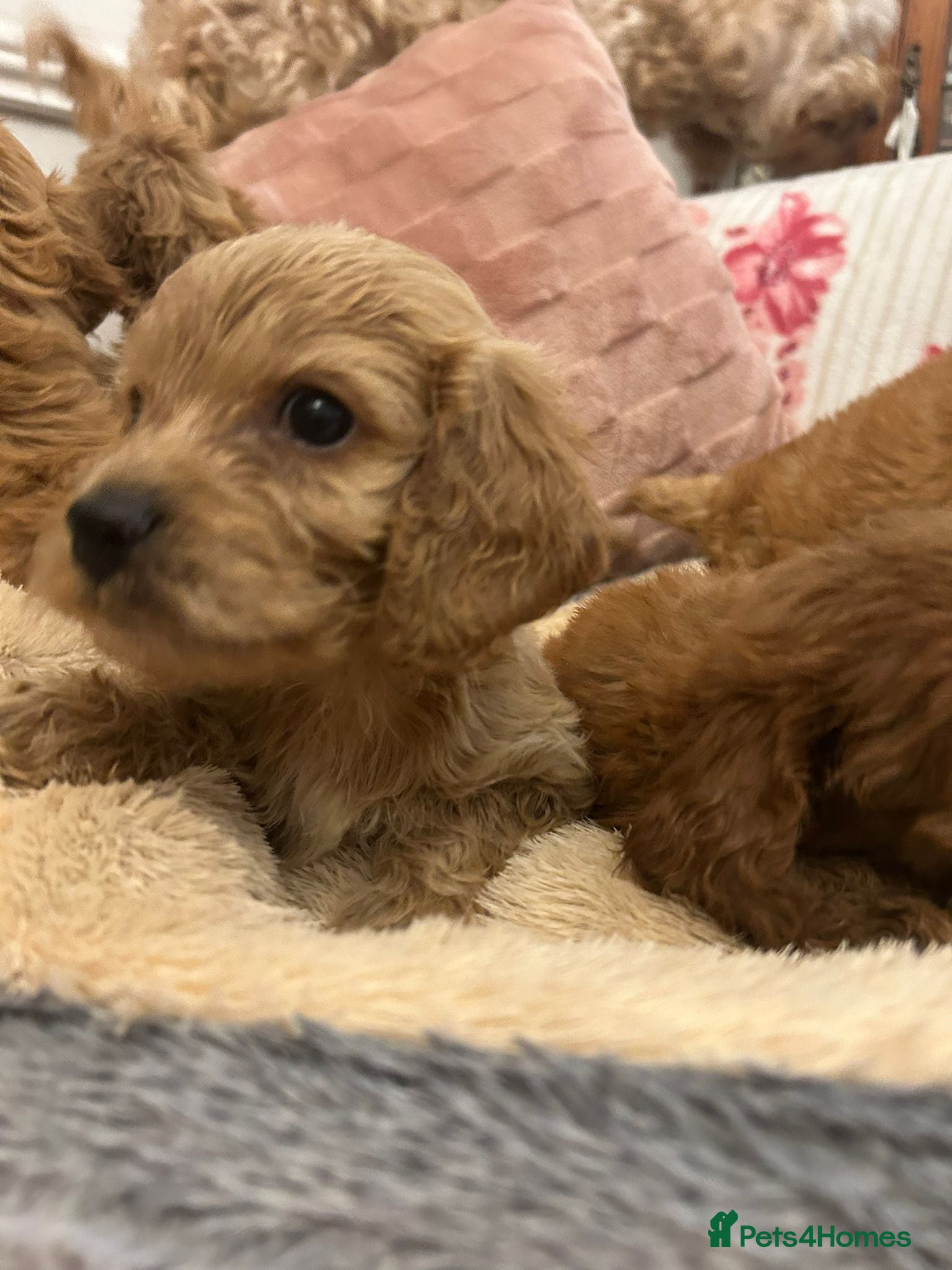 Cockapoo dogs for sale: Adorable cockapoo puppies - Advert 14