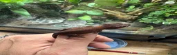 Gecko reptiles for sale: Male and unsexed red gargoyle geckos.  - Advert 7