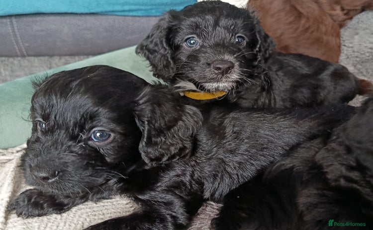 Cockapoo dogs - Advert 10
