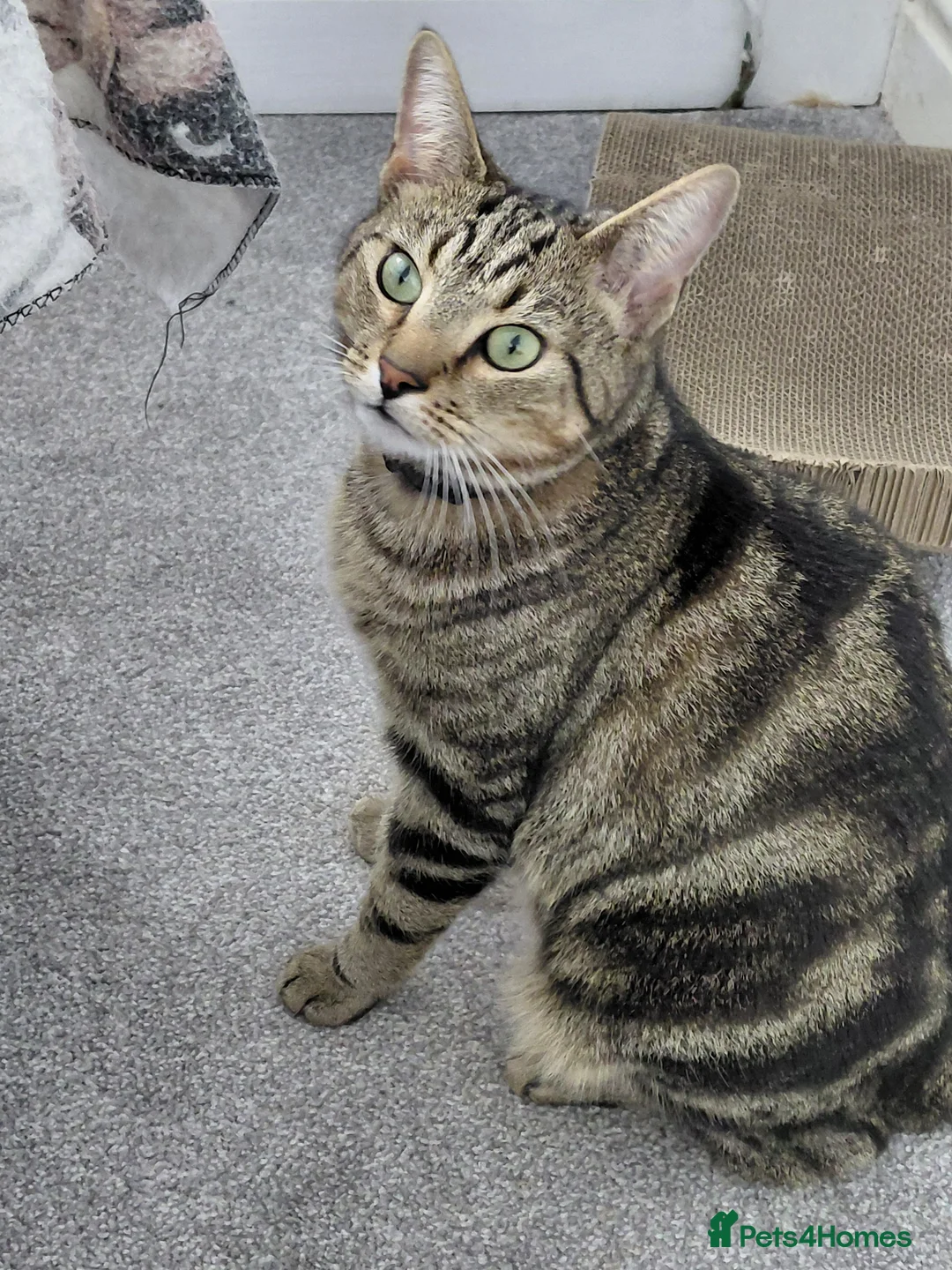 Bengal cats for sale: Simba Gorgeous Bengal boy - Advert 2