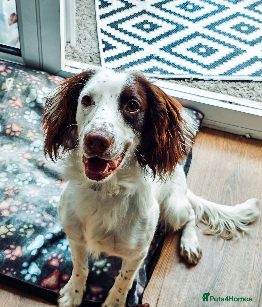 English Springer Spaniel dogs for sale: Forrest, 1.5yr old male ESS - Image 11