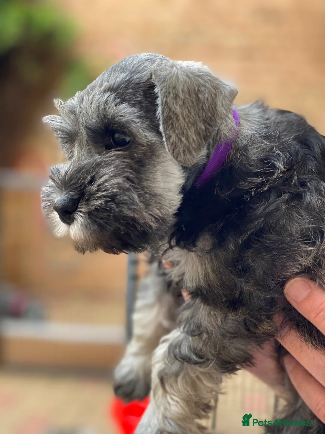 Miniature Schnauzer dogs for sale: STUNNING MINIATURE SCHNAUZER PUPPIES  - Advert 2