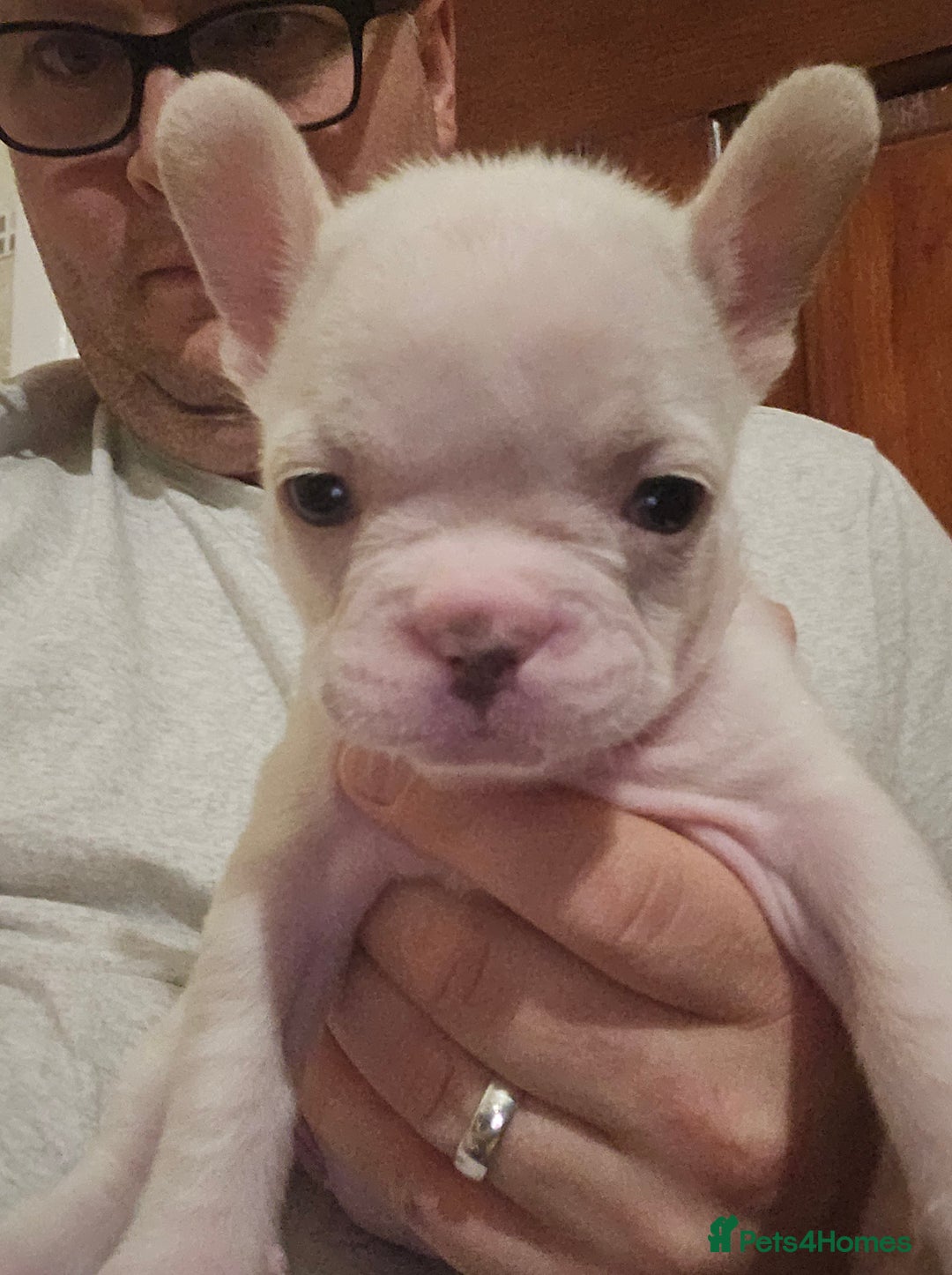 French Bulldog dogs for sale: 🩷 2 Female French Bulldog Puppies – 8 Weeks 🩷 - Advert 4