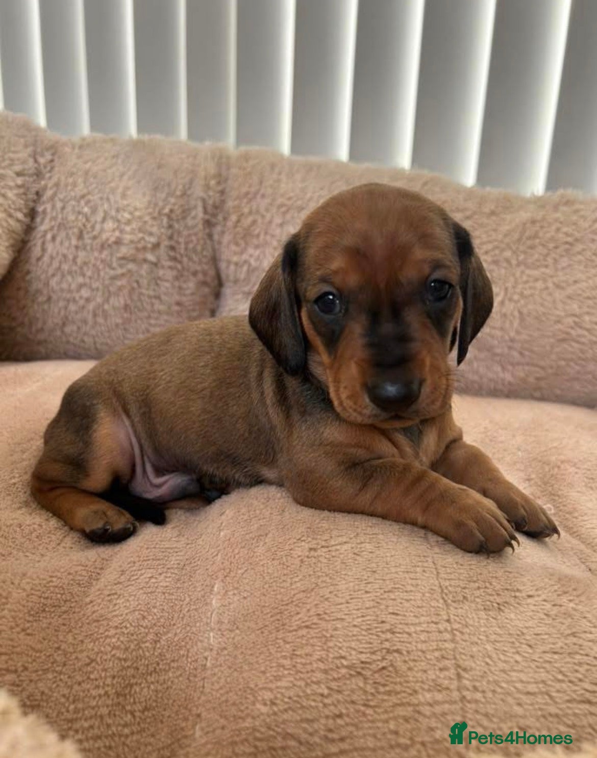 Dachshund dogs Stunning 5 generation KC standard dachshunds  - Advert 4