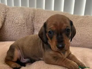 Dachshund dogs Stunning 5 generation KC standard dachshunds - Advert 4