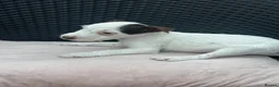 Jack Russell dogs for sale: 🐾Jack Russell Pups for Their Forever Homes! 🐾 - Advert 8