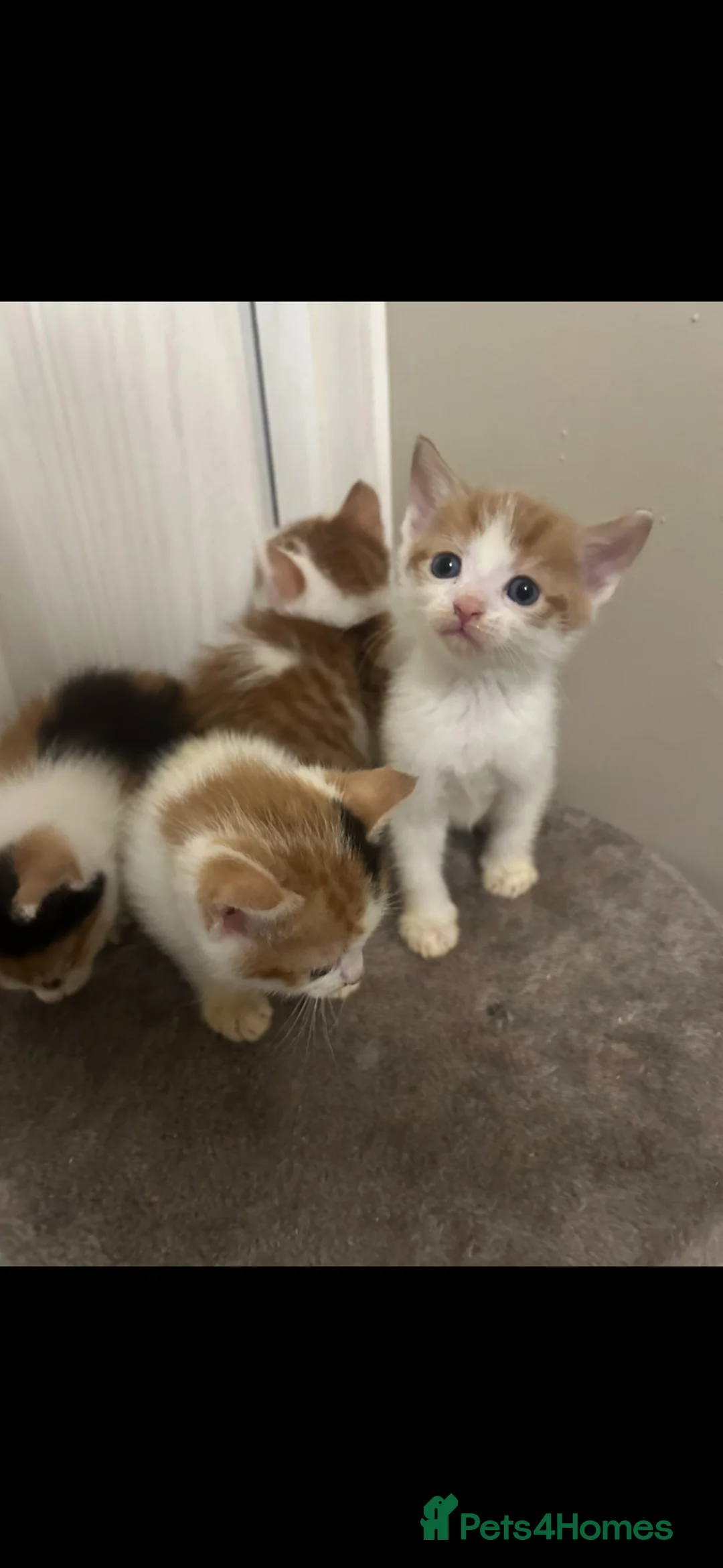 Mixed Breed cats for sale: Beautiful kittens  in Manchester - Advert 1