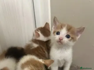 Mixed Breed cats Beautiful kittens - Advert 1